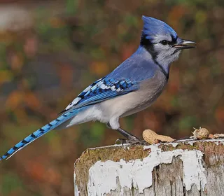 Photo 1/6 of Blue Jay (Cyanocitta cristata)