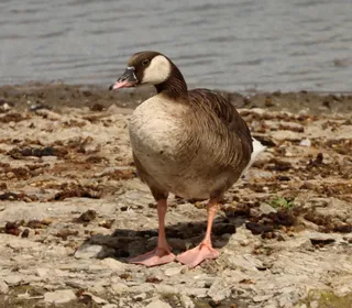 Photo 19/19 of Canada Goose (Branta canadensis)