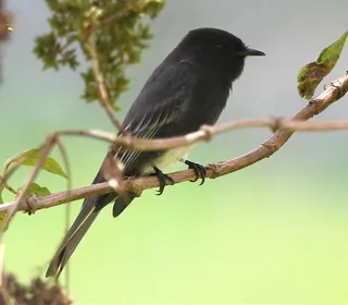 Photo 6/8 of Black Phoebe (Sayornis nigricans)