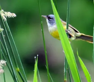 Photo 13/13 of Common Yellowthroat (Geothlypis trichas)