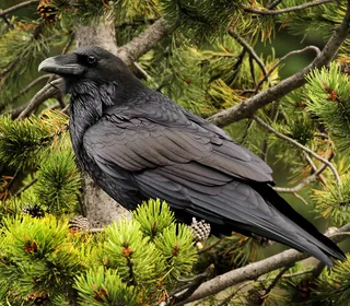 Photo 1/10 of Common Raven (Corvus corax)