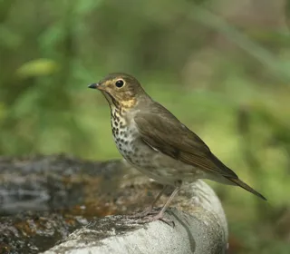 Photo 1/6 of Swainson's Thrush (Catharus ustulatus)