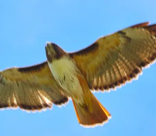 Photo 18/20 of Red-tailed Hawk (Buteo jamaicensis)