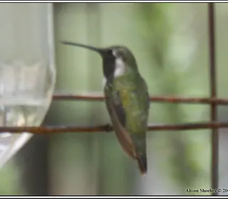 Photo 4/5 of Costa's Hummingbird (Calypte costae)