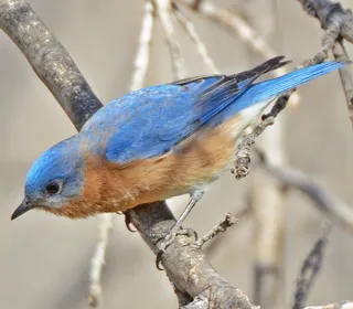 Photo 3/7 of Eastern Bluebird (Sialia sialis)