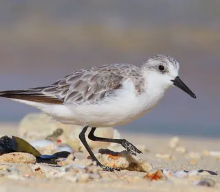 Photo 1/3 of Sanderling (Calidris alba)
