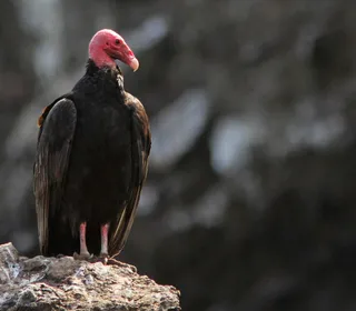 Photo 5/6 of Turkey Vulture (Cathartes aura)