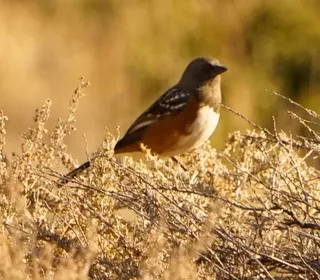 Photo 10/17 of Spotted Towhee (Pipilo maculatus)