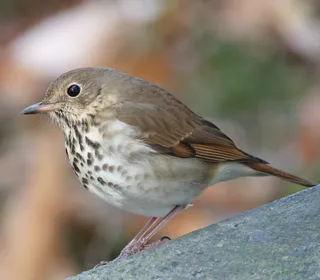 Photo 1/9 of Hermit Thrush (Catharus guttatus)