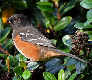 Photo 3/17 of Spotted Towhee (Pipilo maculatus)