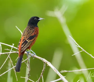 Photo 2/4 of Orchard Oriole (Icterus spurius)