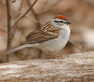 Photo 2/4 of Chipping Sparrow (Spizella passerina)