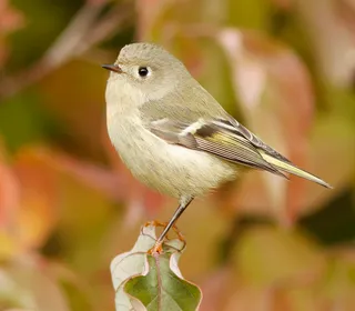 Photo 2/3 of Ruby-crowned Kinglet (Corthylio calendula)