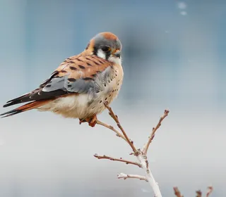 Photo 2/16 of American Kestrel (Falco sparverius)