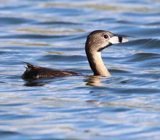 Photo 3/5 of Pied-billed Grebe (Podilymbus podiceps)