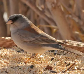 Photo 17/23 of Dark-eyed Junco (Junco hyemalis)