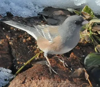 Photo 20/23 of Dark-eyed Junco (Junco hyemalis)
