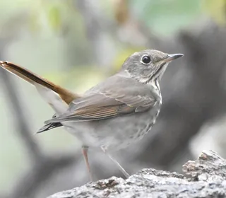 Photo 2/9 of Hermit Thrush (Catharus guttatus)