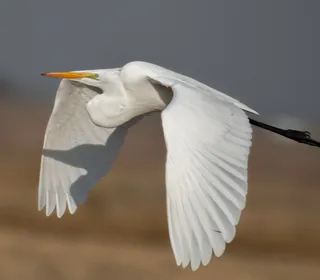 Photo 1/8 of Great Egret (Ardea alba)