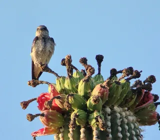 Photo 4/4 of Purple Martin (Progne subis)