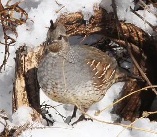 Photo 4/4 of Gambel's Quail (Callipepla gambelii)