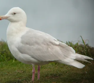 Photo 4/5 of Glaucous-winged Gull (Larus glaucescens)