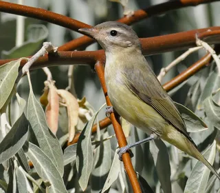 Photo 3/5 of Warbling Vireo (Vireo gilvus)