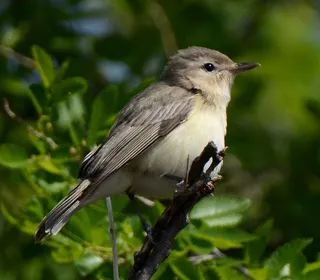 Photo 2/5 of Warbling Vireo (Vireo gilvus)