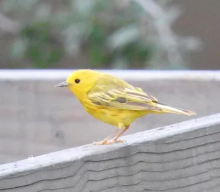 Photo 21/28 of Yellow Warbler (Setophaga petechia)