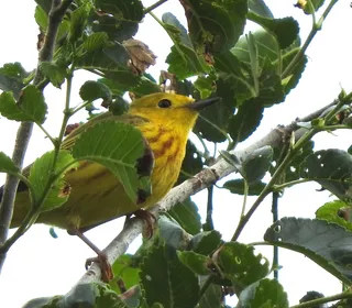Photo 26/28 of Yellow Warbler (Setophaga petechia)
