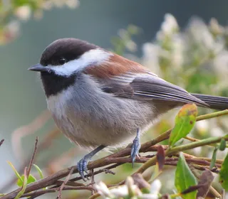 Photo 1/2 of Chestnut-backed Chickadee (Poecile rufescens)