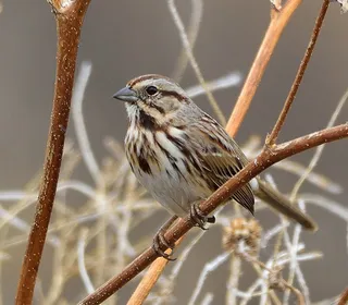Photo 2/26 of Song Sparrow (Melospiza melodia)