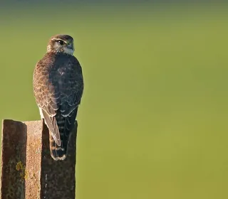 Photo 7/10 of Merlin (Falco columbarius)