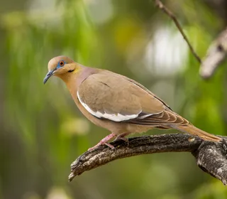 Photo 1/4 of White-winged Dove (Zenaida asiatica)