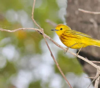 Photo 19/28 of Yellow Warbler (Setophaga petechia)