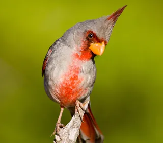 Photo 4/14 of Northern Cardinal (Cardinalis cardinalis)
