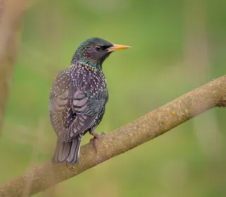 Photo 5/10 of European Starling (Sturnus vulgaris)