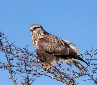 Photo 1/6 of Rough-legged Hawk (Buteo lagopus)