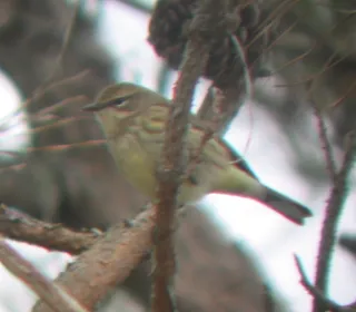 Photo 8/10 of Yellow-rumped Warbler (Setophaga coronata)