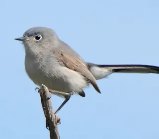 Photo 5/6 of Blue-gray Gnatcatcher (Polioptila caerulea)