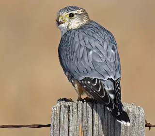 Photo 3/10 of Merlin (Falco columbarius)