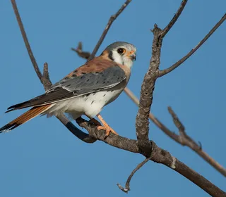 Photo 3/16 of American Kestrel (Falco sparverius)