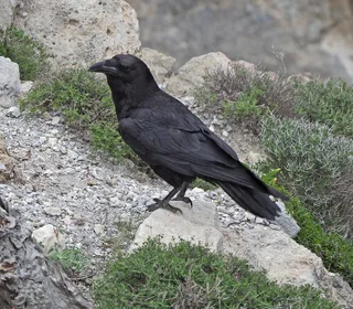 Photo 8/10 of Common Raven (Corvus corax)