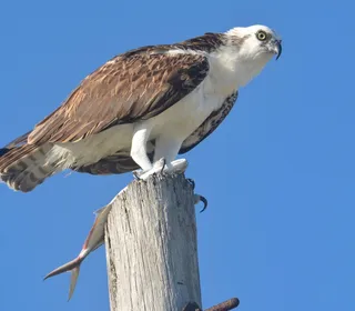 Photo 5/5 of Osprey (Pandion haliaetus)