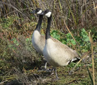 Photo 4/18 of Canada Goose (Branta canadensis)
