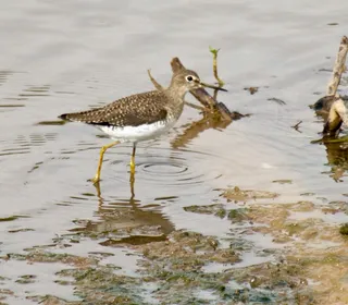 Photo 3/3 of Solitary Sandpiper (Tringa solitaria)