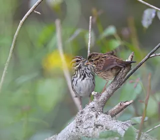 Photo 7/26 of Song Sparrow (Melospiza melodia)
