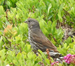 Photo 12/20 of Fox Sparrow (Passerella iliaca)
