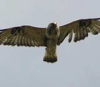 Photo 3/6 of Rough-legged Hawk (Buteo lagopus)