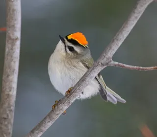 Photo 1/4 of Golden-crowned Kinglet (Regulus satrapa)